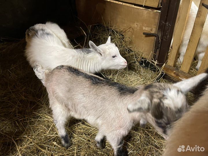 Козы дойные