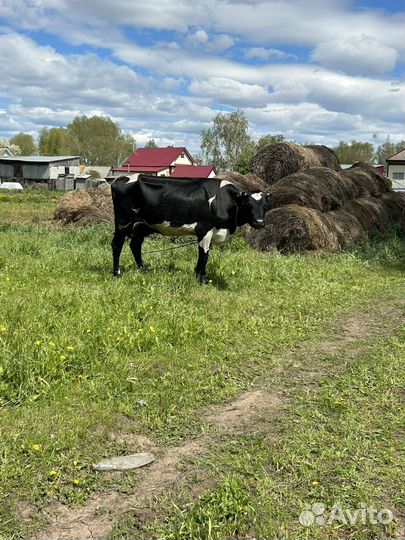Корова стельная дойная
