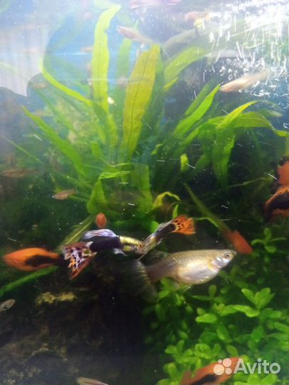 Гуппи, пецилии