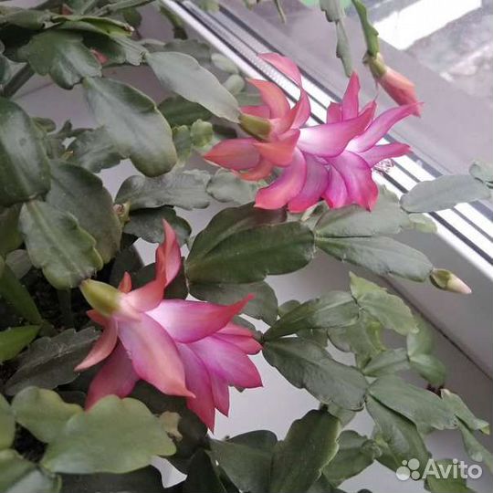 Декабрист розовый, шлюмбергера