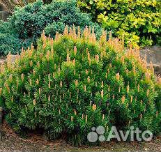 Сосна Пумило