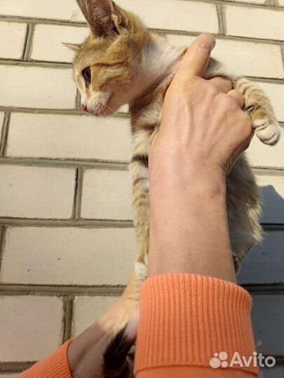 Кошки