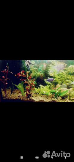 Аквариумное растение. Индийский папоротник