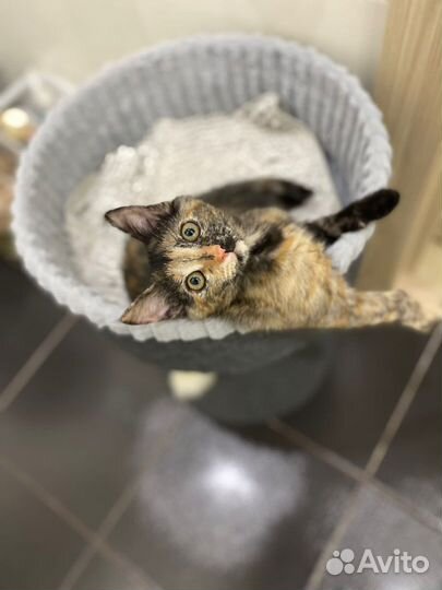 Котенок-девочка в добрые руки