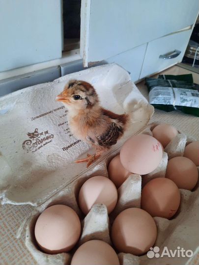 Инкубационное яйцо Паловское золото