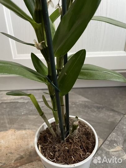 Орхидея дендробиум