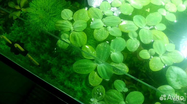 Живые аквариумные растения. Улитка Хелена