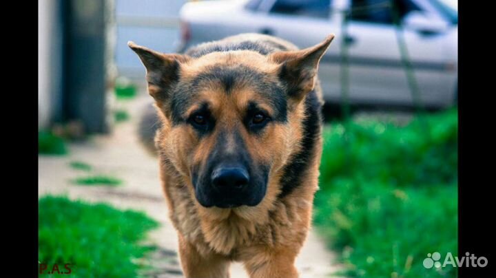 Вязка немец