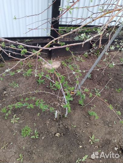 Саженцы чёрной малины Кумберленд