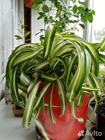 Хлорофитум кудрявый