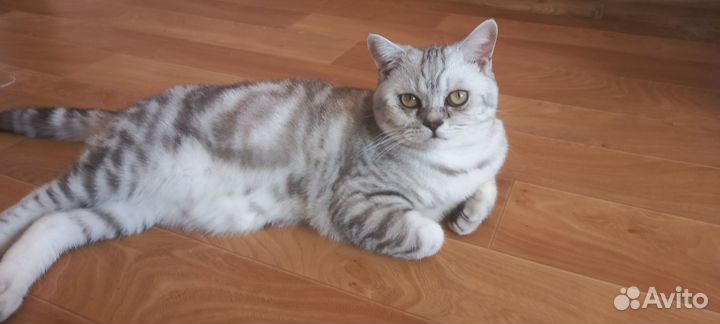 Отдам шотландского кота