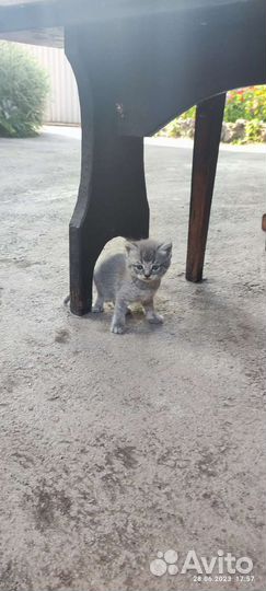 Котята британцы