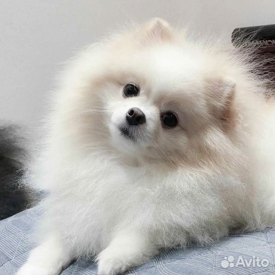 Померанский шпиц вязка кобель