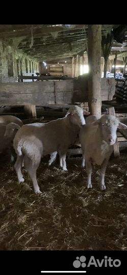 Северо кавказский меринос