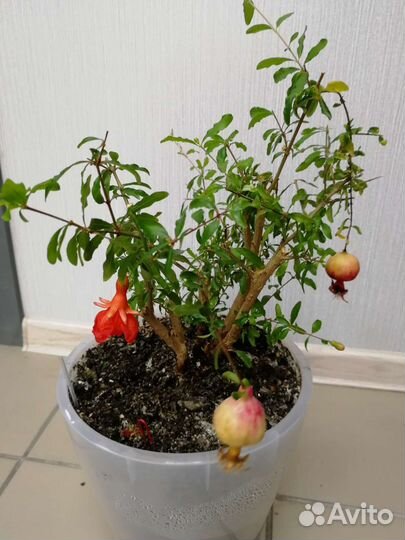 Гранат декоративный