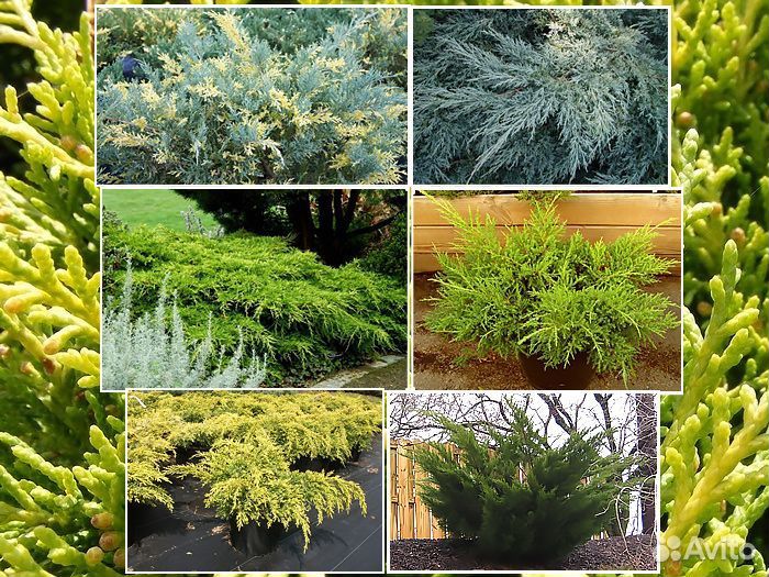 Можжевельники разных сортов голубые зелёные