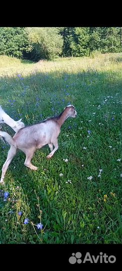 Козы ламанча