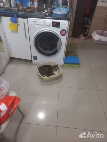 Кот в добрые руки