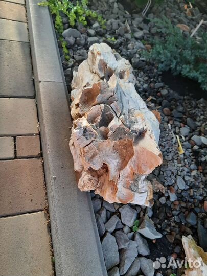 Окаменелое дерево