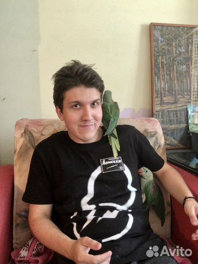 Птенцы Выкормыши Александрийского попугая