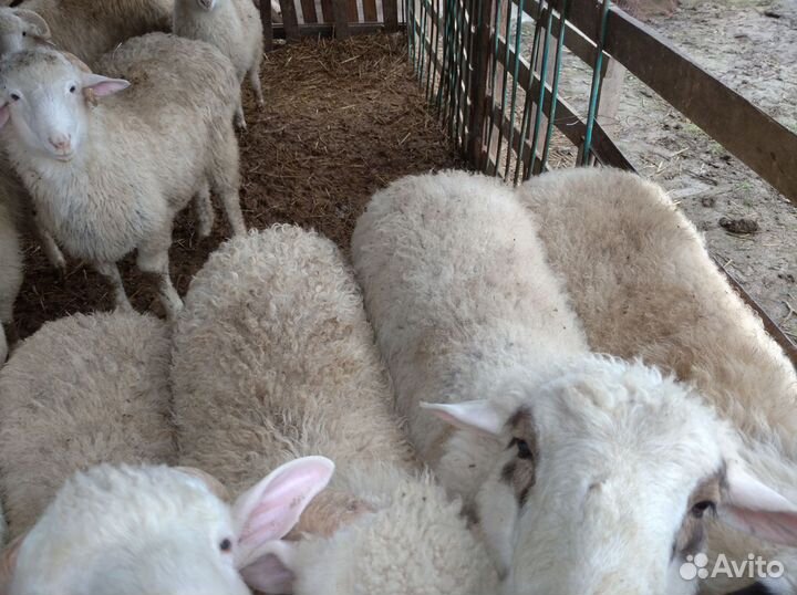 Курдючные бараны