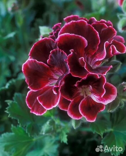 Пеларгония