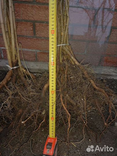 Клен остролистный