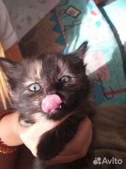 Котенок 1 месяц