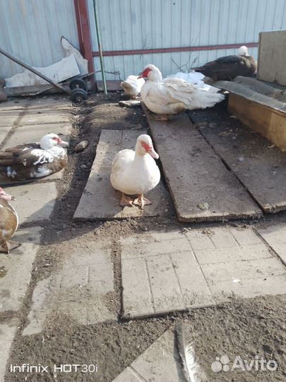 Мускусные утки. для разведения