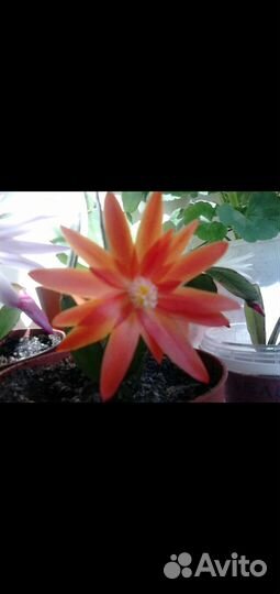 Декабрист Шлюмбергера и Рипсалидопсис