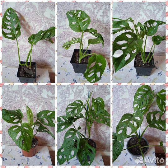 Сциндапсус,Сингониум,Эпипремнум,Монстера,Толстянка