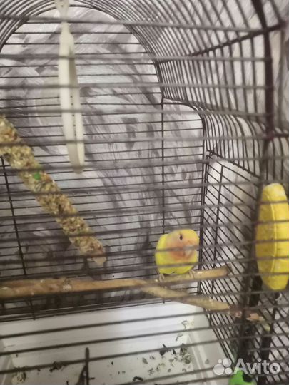 Попугай неразлучник, 4 мес, девочка