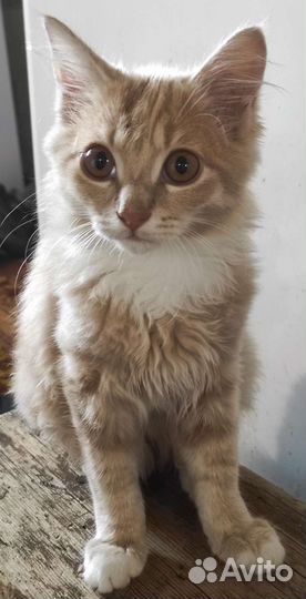 Котик в добрые руки