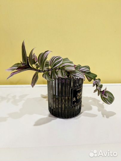 Комнатные растения цветы