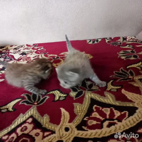 Шотландские котята