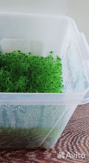 Свежий мох сфагнум