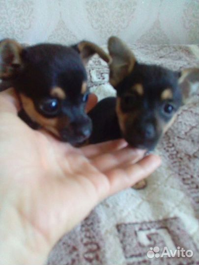 Мини той-терьер щенки