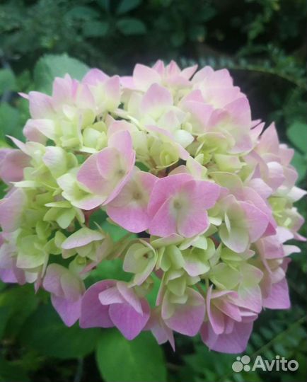 Гортензия метельчатая,крупнолистная,пильчатая