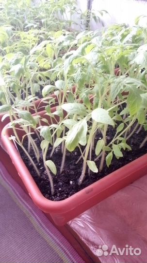 Рассада томатов