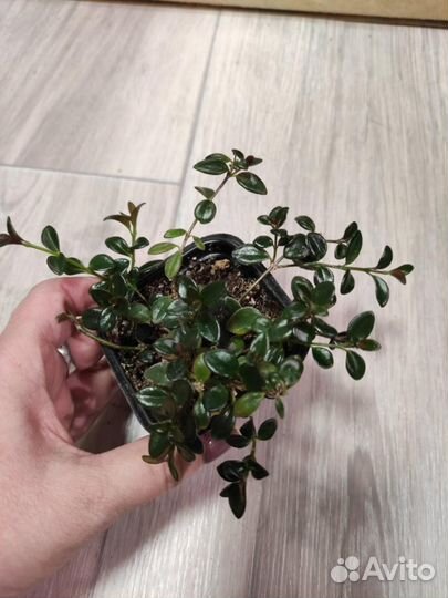 Нематантус Грегариус (золотая рыбка)