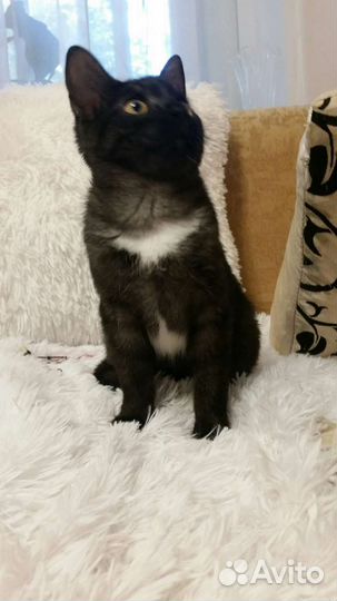 Кошечка в добрые руки