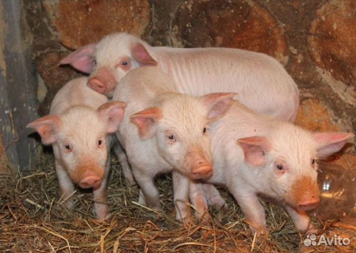 Поросенок ландрас, белая русская