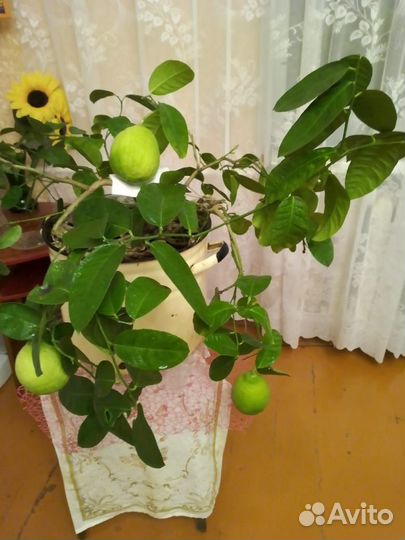 Лимонное дерево с плодами