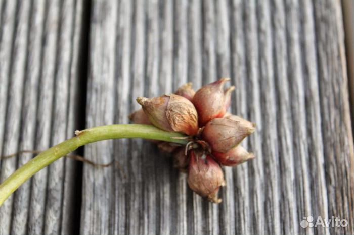 Многоярусный многолетний лук