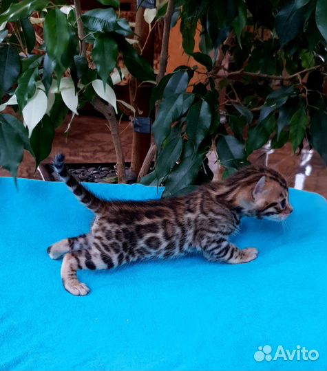Бенгальские котята