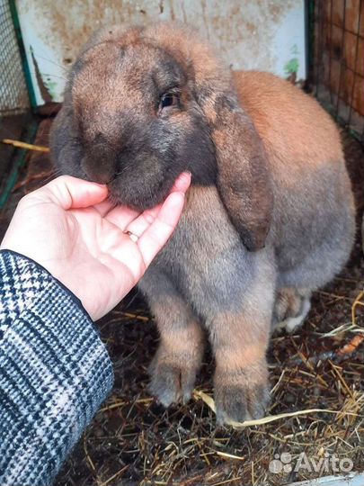 Крольчата породы французский баран