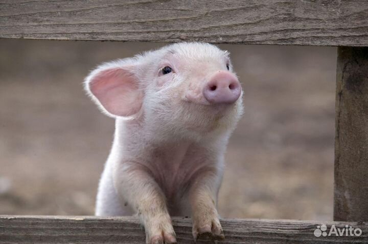 Поросята