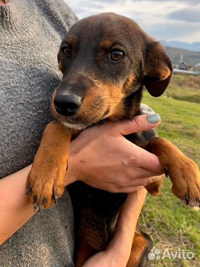 Щенок в добрые руки бесплатно