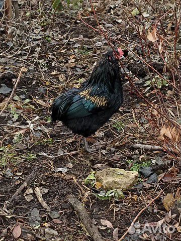 Молодые петухи