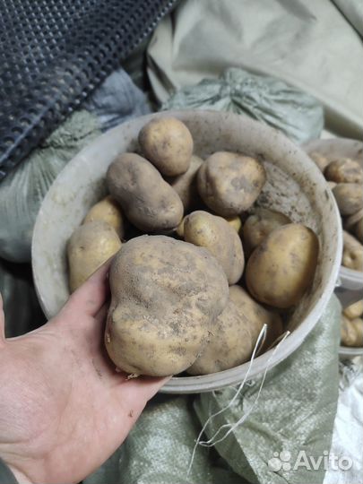 Картофель сорта Сынок